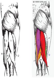 hamstring