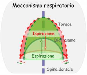 meccanismo respiratorio