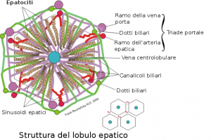 Hepatic_structure-IT