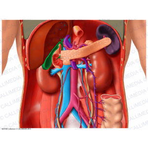 abdomen-vue-anterieure-organes