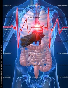 battiti-heartattack-anatomia-anatomia-del-fegato-fegato_149679