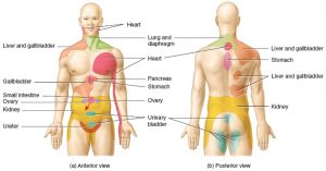 dolore viscerale riferito