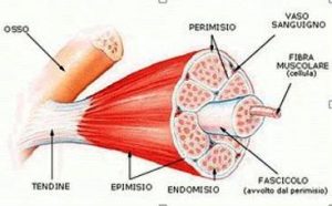epimisio