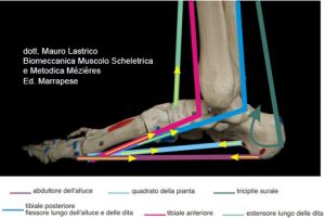 ripartizione dei carichi in base alla biomeccanica articolare del piede
