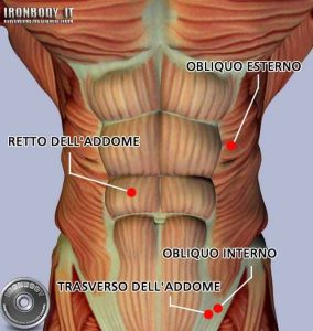 schema dei muscoli adominali