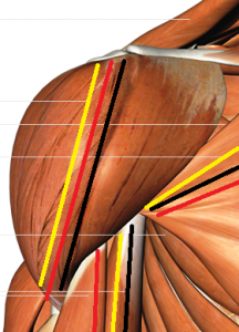 muscolare_spalla