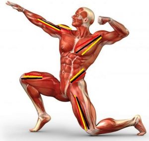 muscoli pennati foto