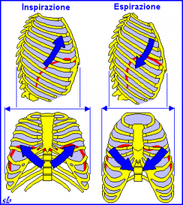 respirazione 7